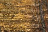 Polished Golden Amphibolite Slab - Western Australia #221693-1